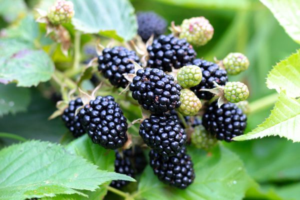 Blackberry Bush Removal in Madison