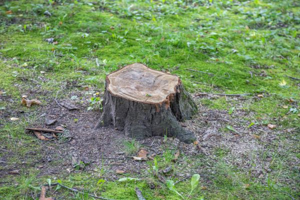 Bush Stump Removal in Madison