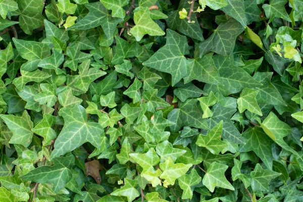 Cost of English Ivy Removal in Madison