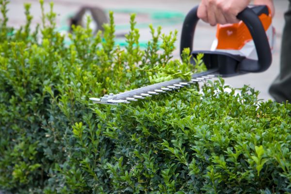 Hedge Pruning in Madison