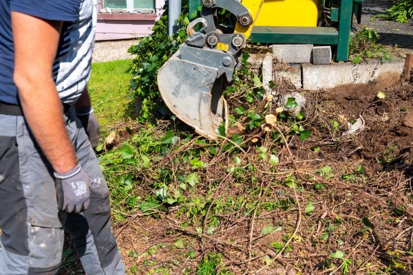 Hedge Removal Service in Madison