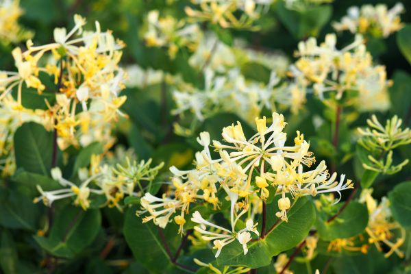 Cost of Honeysuckle Removal in Madison