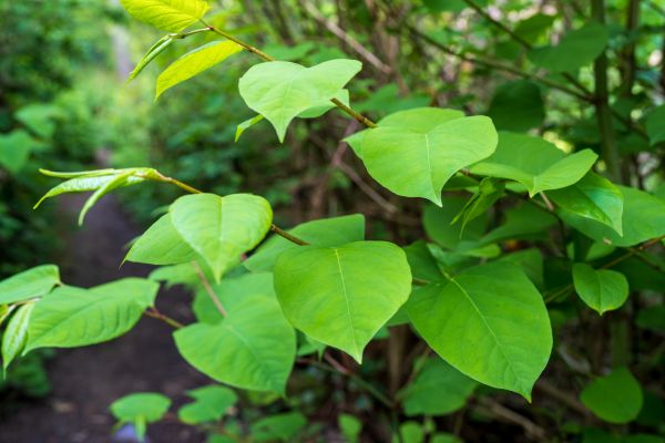 Cost of Invasive Plant Removal in Madison