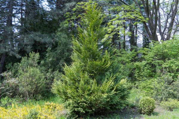 Cost of Juniper Pruning in Madison