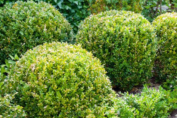 Cost of Landscape Trimming Service in Madison