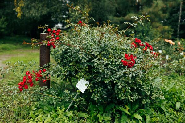 Cost of Rose Bush Removal in Madison