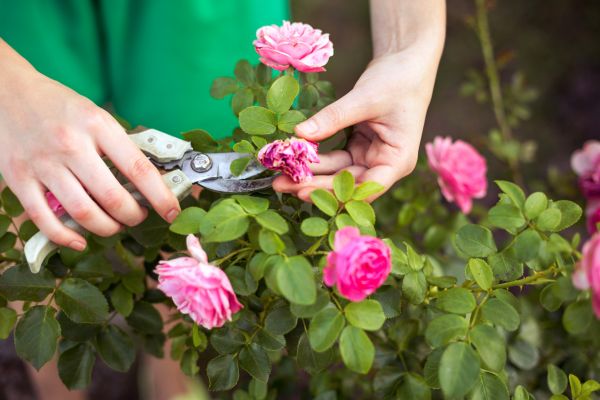Cost of Rose Trimming in Madison