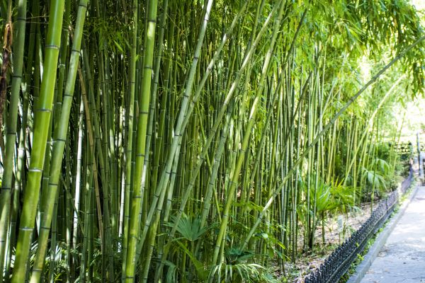 Cost of Bamboo Root Removal in Madison