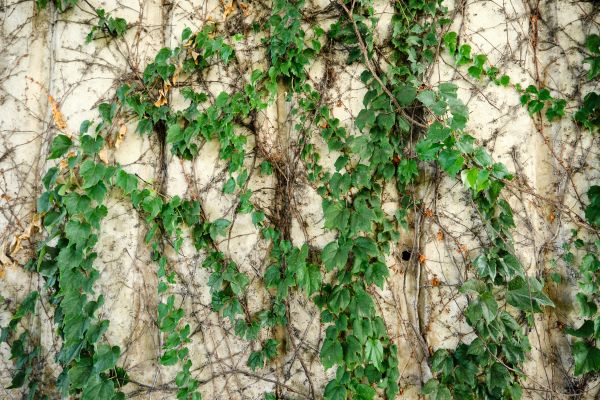 Cost of Vine Removal Service in Madison