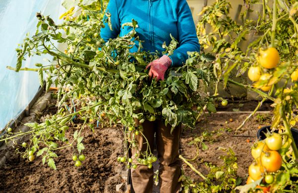 Cost of Garden Plant Removal in Madison