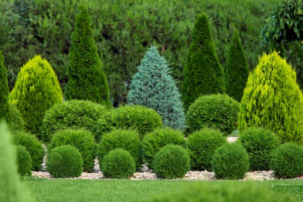 Cost of Shrub Shaping in Madison