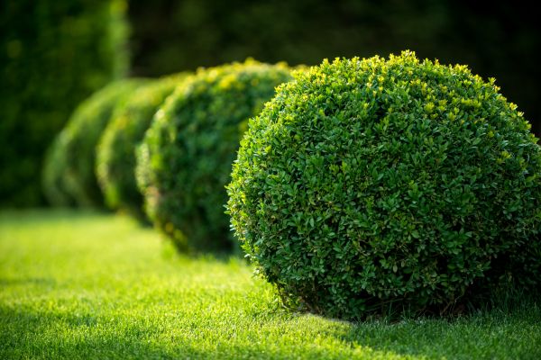 Cost of Bush Pruning in Madison