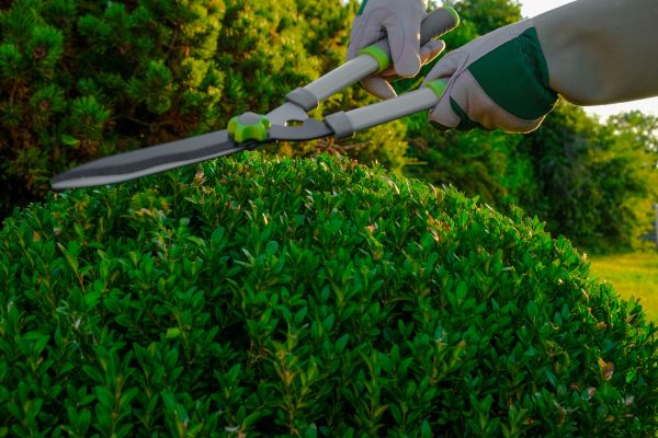 Cost of Topiary Shearing in Madison