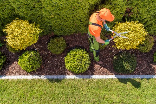 Cost of Topiary Trimming in Madison