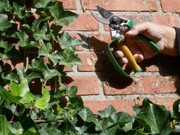 Cost of Ivy Removal Service in Madison