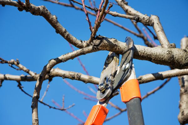 Cost of Selective Pruning in Madison