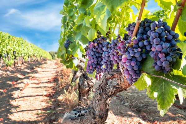 Cost of Grapevine Pruning in Madison