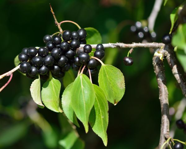 Cost of Buckthorn Removal in Madison