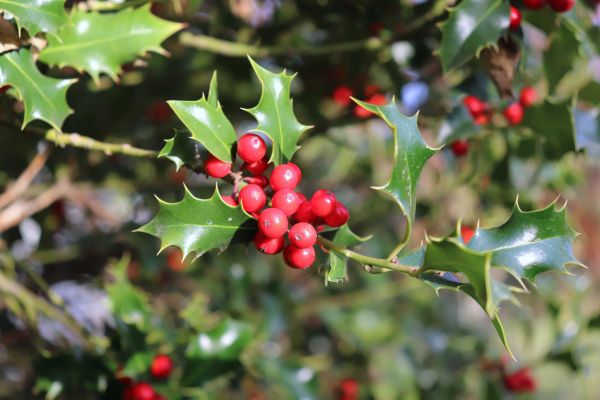 Cost of Holly Tree Trimming in Madison