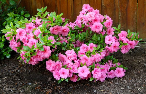 Cost of Azaleas Removal in Madison