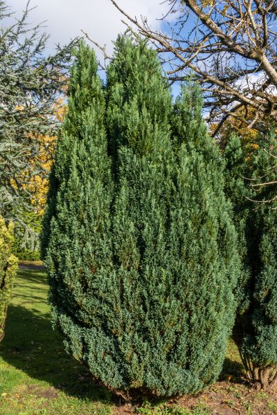 Cost of Juniper Trimming in Madison