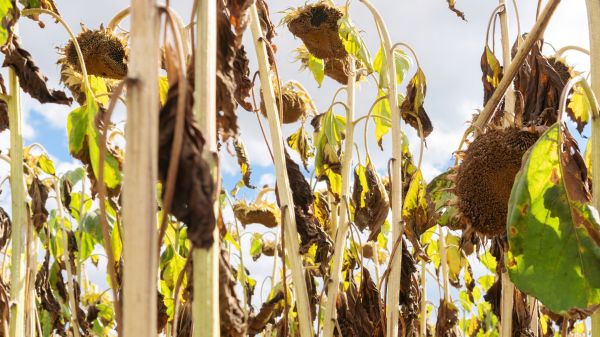 Cost of Dead Plant Removal in Madison