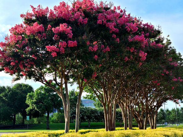 Cost of Crepe Myrtle Pruning in Madison