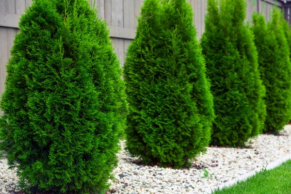 Cost of Arborvitae Pruning in Madison