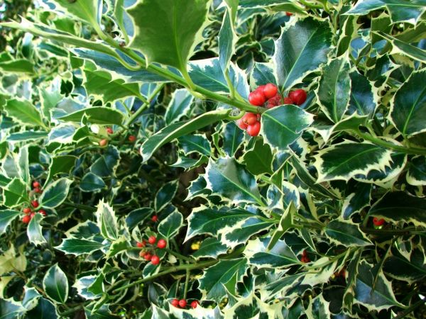 Cost of Holly Bushes Trimming in Madison