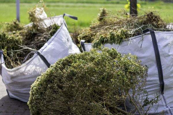 Cost of Shrubs Removal in Madison