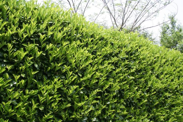 Cost of Laurel Shrub Removal in Madison