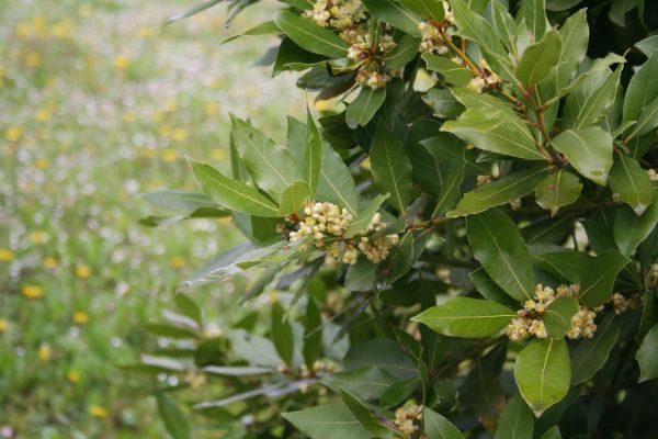 Cost of Laurel Trimming in Madison