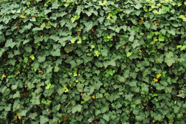 Cost of Ivy Pruning service in Madison
