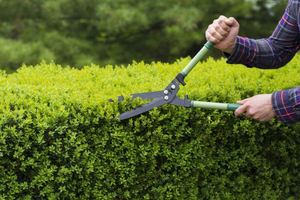 Cost of Evergreen Shrub Pruning in Madison