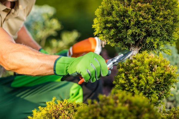 Cost of Landscape Pruning Service in Madison