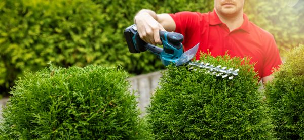 Cost of Hedge Shaping Service in Madison