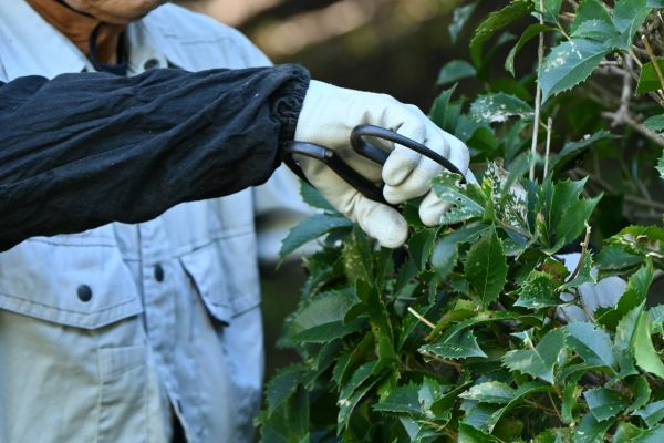 Holly Pruning in Madison