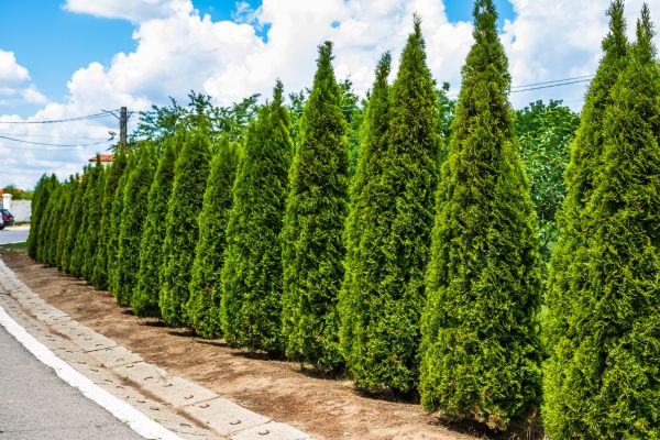 Cost of Arborvitae Shearing in Madison