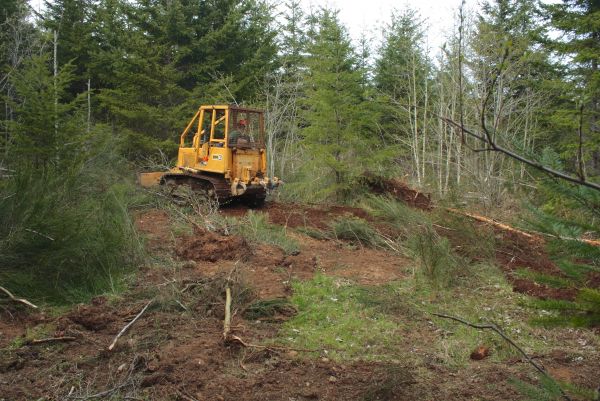 Cost of Shrubbery Clearing in Madison