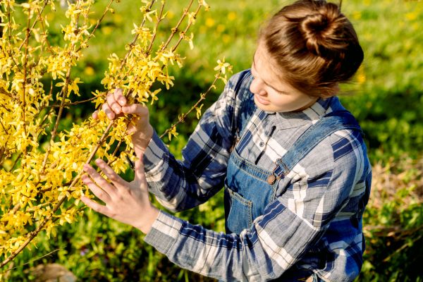 Cost of Forsythia Trimming in Madison