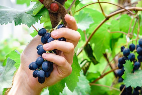 Cost of Vineyard Pruning in Madison