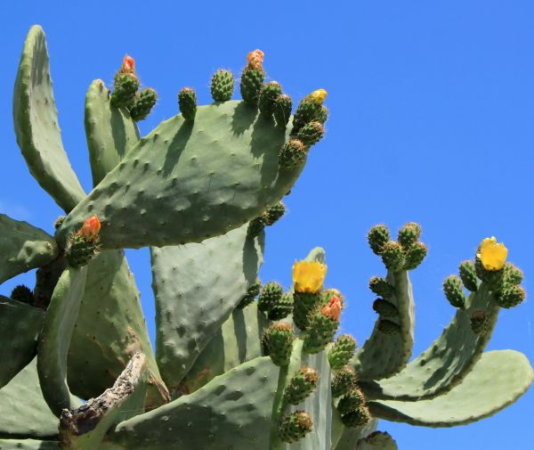 Cost of Cactus Removal in Madison