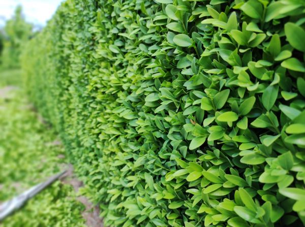 Cost of Boxwood Pruning in Madison