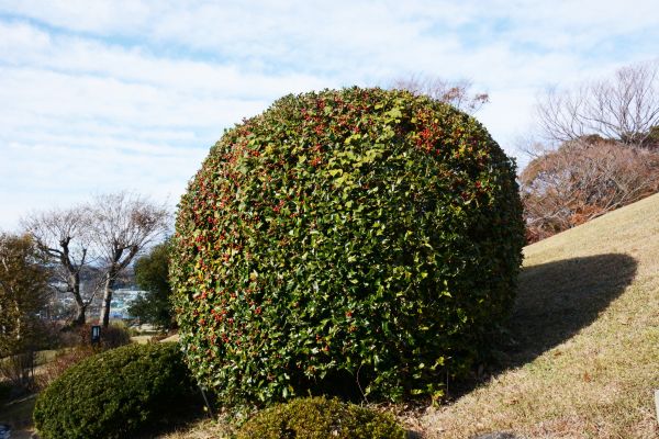 Cost of Holly Shrub Pruning in Madison