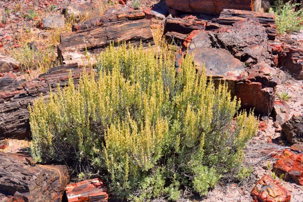 Cost of Sagebrush Removal in Madison