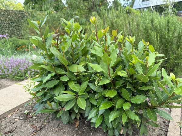 Cost of Laurel Hedge Trimming in Madison