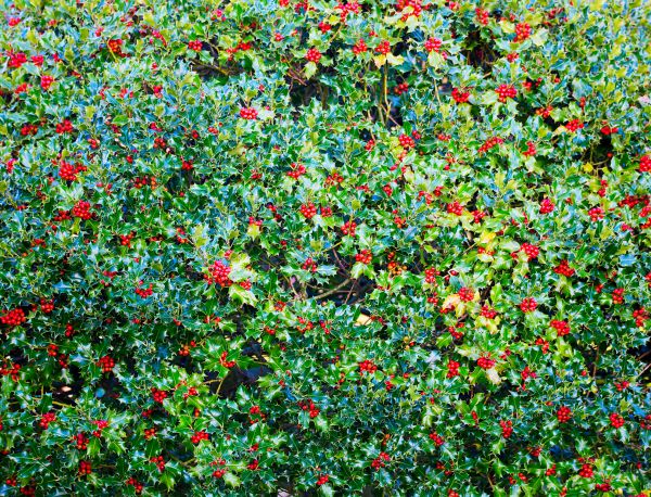 Cost of Holly Bush Removal in Madison