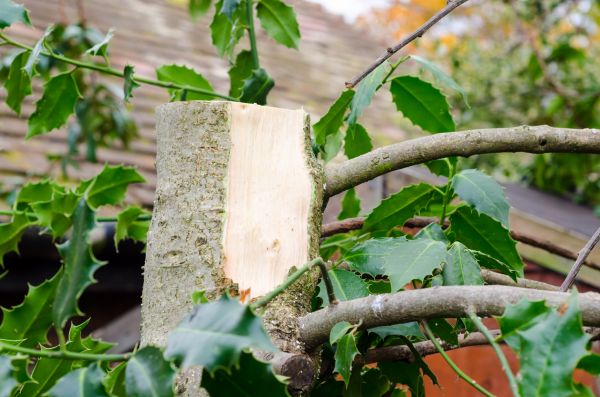 Cost of Holly Tree Removal in Madison