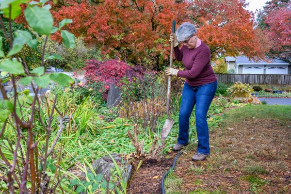 Cost of Dead Bush Removal in Madison