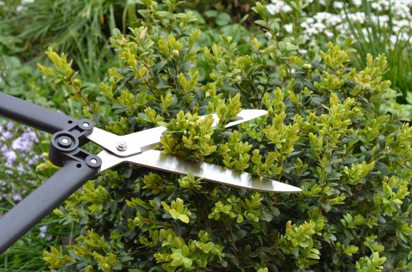 Cost of Boxwood Trimming in Madison